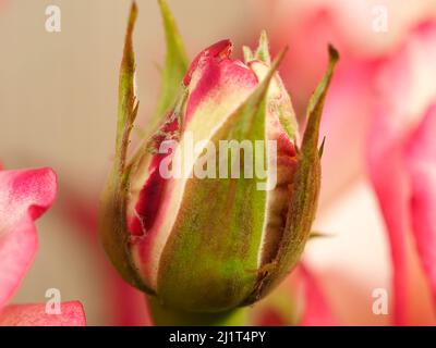 Wunderschöne tiefrosa und weiße Rose Bud umgeben von Blütenblättern Stockfoto