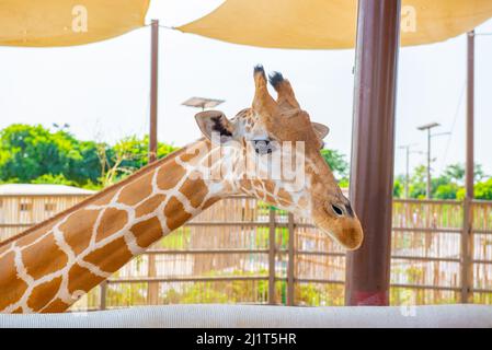 Eine wunderschöne Giraffe steht im Zoo aus der Nähe Stockfoto