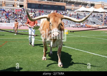 Texas Longhorns Maskottchen bevo XV während der 94. Clyde Littlefield Texas Relays, Samstag, 26. März 2022, in Austin, Text Stockfoto