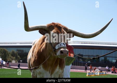 Texas Longhorns Maskottchen bevo XV während der 94. Clyde Littlefield Texas Relays, Samstag, 26. März 2022, in Austin, Text Stockfoto