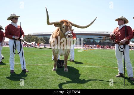 Texas Longhorns Maskottchen bevo XV während der 94. Clyde Littlefield Texas Relays, Samstag, 26. März 2022, in Austin, Text Stockfoto