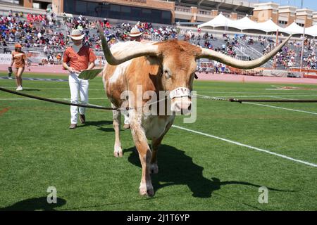 Texas Longhorns Maskottchen bevo XV während der 94. Clyde Littlefield Texas Relays, Samstag, 26. März 2022, in Austin, Text Stockfoto