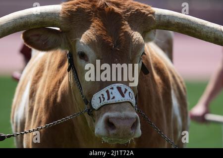 Texas Longhorns Maskottchen bevo XV während der 94. Clyde Littlefield Texas Relays, Samstag, 26. März 2022, in Austin, Text Stockfoto