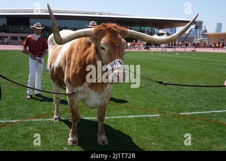 Texas Longhorns Maskottchen bevo XV während der 94. Clyde Littlefield Texas Relays, Samstag, 26. März 2022, in Austin, Text Stockfoto