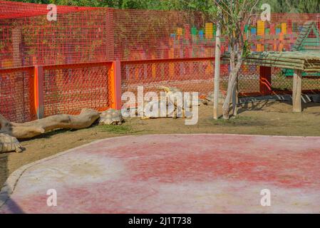 Viele Schildkröten leben im Zoo von Dubai in einem Käfig Stockfoto