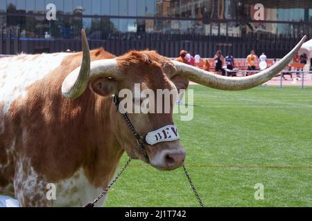 Texas Longhorns Maskottchen bevo XV während der 94. Clyde Littlefield Texas Relays, Samstag, 26. März 2022, in Austin, Text Stockfoto