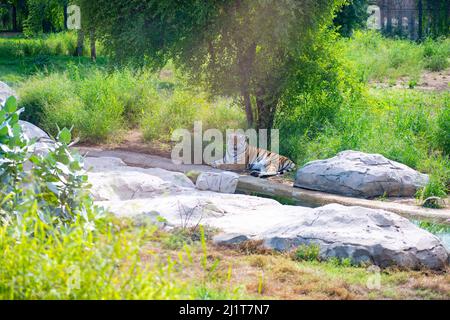 Mehrere bengalische Tiger liegen unter einem Baum im Zoo Stockfoto