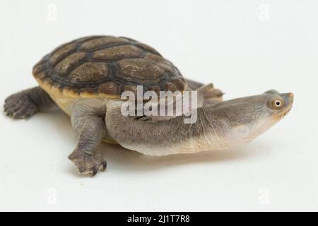 Siebenrocks Schlangenhalsschildkröte isoliert auf weißem Hintergrund Stockfoto