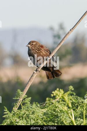 Grizzly Island Rd, Suisun City, CA, 27.. März 2022: Die Fliegenfänger der Alten Welt sind eine große Familie, die Muscicapidae, von kleinen Singvögeln, die meist auf die Alte Welt beschränkt sind. Es handelt sich hauptsächlich um kleine arboreale Insektenfresser, von denen viele, wie der Name schon sagt, auf dem Flügel ihre Beute machen. Die Familie umfasst 324 Arten und ist in 51 Gattungen unterteilt. Lebensspanne: Europäischer Rotkehlchen: 13 Monate Wissenschaftlicher Name: Muscicapidae: Seshadri SUKUMAR Stockfoto