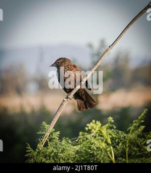 Grizzly Island Rd, Suisun City, CA, 27.. März 2022: Die Fliegenfänger der Alten Welt sind eine große Familie, die Muscicapidae, von kleinen Singvögeln, die meist auf die Alte Welt beschränkt sind. Es handelt sich hauptsächlich um kleine arboreale Insektenfresser, von denen viele, wie der Name schon sagt, auf dem Flügel ihre Beute machen. Die Familie umfasst 324 Arten und ist in 51 Gattungen unterteilt. Lebensspanne: Europäischer Rotkehlchen: 13 Monate Wissenschaftlicher Name: Muscicapidae: Seshadri SUKUMAR Stockfoto