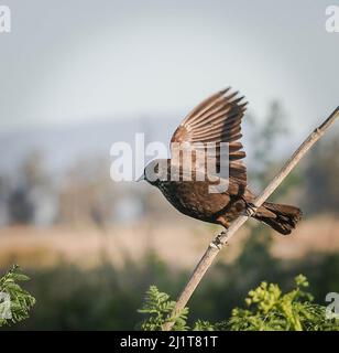 Grizzly Island Rd, Suisun City, CA, 27.. März 2022: Die Fliegenfänger der Alten Welt sind eine große Familie, die Muscicapidae, von kleinen Singvögeln, die meist auf die Alte Welt beschränkt sind. Es handelt sich hauptsächlich um kleine arboreale Insektenfresser, von denen viele, wie der Name schon sagt, auf dem Flügel ihre Beute machen. Die Familie umfasst 324 Arten und ist in 51 Gattungen unterteilt. Lebensspanne: Europäischer Rotkehlchen: 13 Monate Wissenschaftlicher Name: Muscicapidae: Seshadri SUKUMAR Stockfoto