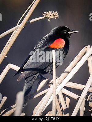 Grizzly Island Rd, Suisun City, CA, 27.. März 2022: Die Rotflügelaramsel ist ein Singvögel der Familie Icteridae, der in den meisten Teilen Nordamerikas und Mittelamerikas gefunden wurde. Wikipedia Wissenschaftlicher Name: Agelaius phoeniceus Größe: Ca. 9 cm chesapeakebay.net Familie: Icteridae Reihenfolge: Passeriformes Phylum: Chordata Königreich: Animalia: Seshadri SUKUMAR Stockfoto