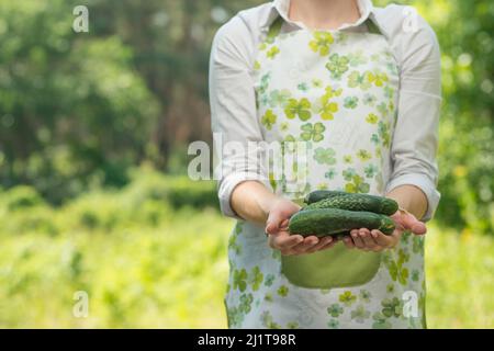 Eine Frau mit einer Gurke in den Händen, auf einem Bauernhof oder einem Gemüsegarten. Das Konzept der Ernte oder der Verkauf von Gemüse. Mit einem freien Platz für Stockfoto