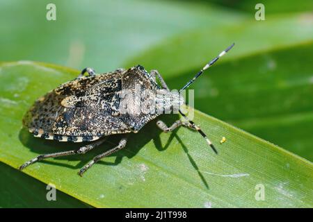 Nahaufnahme eines überwintern melierten Schildbugs, Rhaphigaster nebulosa im Garten Stockfoto