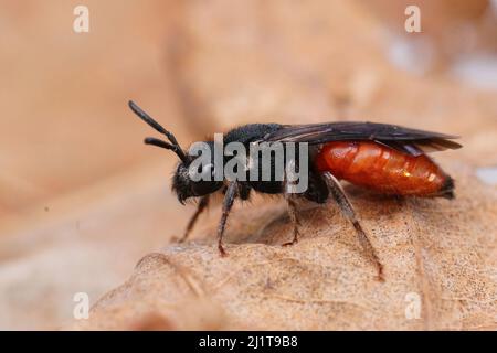 Nahaufnahme der rubberroten, einsamen parasitären Blutbiene Sphecodes albilabris, die auf einem getrockneten Blatt auf dem Feld sitzt Stockfoto