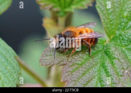 Nahaufnahme einer frisch aufgetauchten männlichen roten Maurerbiene, Osmia rufa, die auf einem grünen Blatt im Garten sitzt Stockfoto