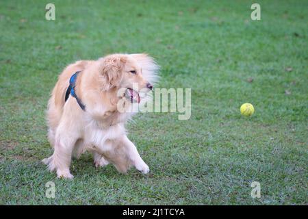 Golden Retriever Hund läuft nach einem Tennisball. Verspielt und glücklich. Speicherplatz kopieren. Stockfoto