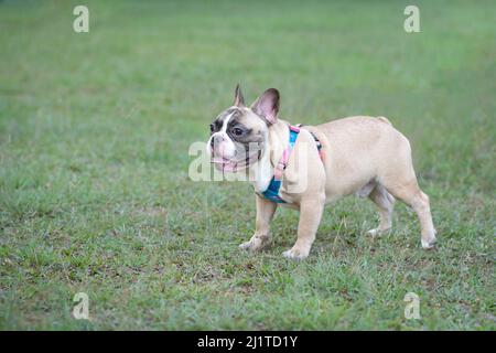 Nette französische Bulldogge, die auf dem Gras in einem Park steht. Speicherplatz kopieren. Stockfoto
