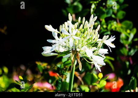 Nahaufnahme von weißem Agapanthus mit einigen offenen Knospen. Stockfoto
