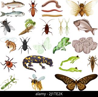 Verschiedene Arten von Insekten und Tieren auf weißem Hintergrund Illustration Stock Vektor