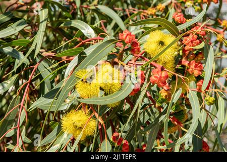 Eucalyptus erythrocorys, Illyarrie Tree - Red Cap Gum Stockfoto