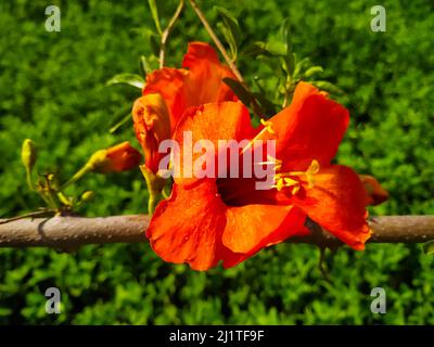 Eine selektive Nahaufnahme der Tecomella undulata Blume auf grünem Hintergrund Stockfoto