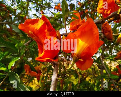 Selektiver Fokus schöne blühende Blüten von Tecomella undulata auf Ästen, Rohida Baumblumen Stockfoto