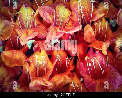 Eine Nahaufnahme von Tecomilla undulata Blumen mit Knospen Hintergrund Stockfoto