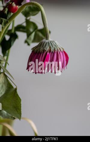 Welkende Blüten in violetten und lavendelfarbenen Tönen zeigen die Zerbrechlichkeit des Lebens und die Momentariness des menschlichen Beeing mit sterbenden Blumen mit hängenden Blütenblättern Makro Stockfoto