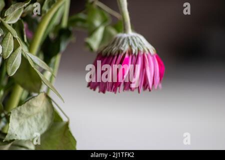 Welkende Blüten in violetten und lavendelfarbenen Tönen zeigen die Zerbrechlichkeit des Lebens und die Momentariness des menschlichen Beeing mit sterbenden Blumen mit hängenden Blütenblättern Makro Stockfoto