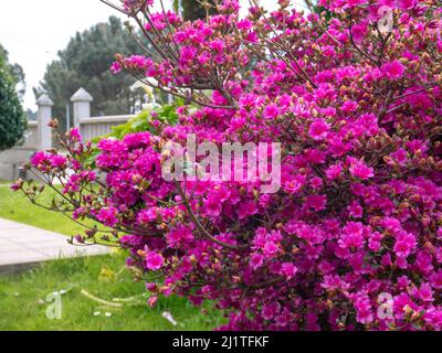 Azalea Pflanze bedeckt mit leuchtend rosa Blüten im Garten. Rhododendron tsutsusi. Stockfoto