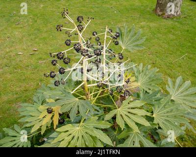 Fatsia japonica oder Hochglanzpapier oder Fatsi oder Papierpflanze oder falsche Rizinusölpflanze mit schwarzen Früchten. Japanische Aralia. Stockfoto