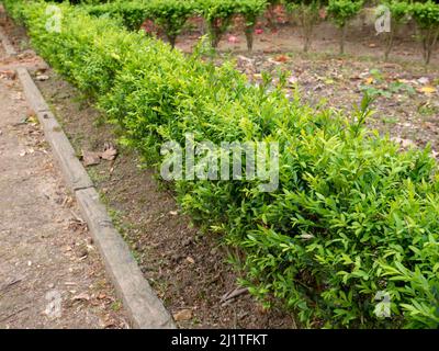 Buxus sempervirens, gemeinsame Box, Europäische Box oder Buchsbaum hellgrün niedrige Hecke Stockfoto