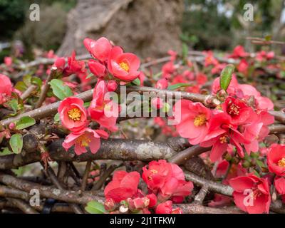 Chaenomeles japonica oder japanische Quitte oder Maule's Quitte leuchtend rote Frühlingsblumen Stockfoto