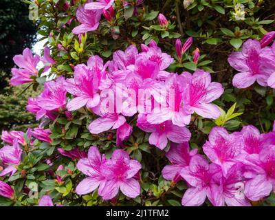 Leuchtend rosa immergrüne Azaleen-Blüten in Nahaufnahme. Rhododendron tsutsusi. Stockfoto