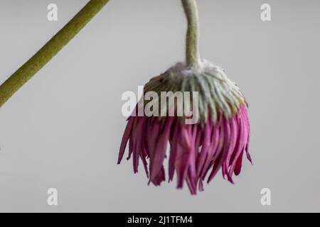 Welkende Blüten in violetten und lavendelfarbenen Tönen zeigen die Zerbrechlichkeit des Lebens und die Momentariness des menschlichen Beeing mit sterbenden Blumen mit hängenden Blütenblättern Makro Stockfoto