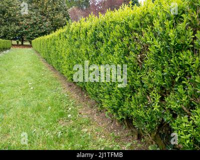 Gemeinsame Box, Buxus sempervirens, Europäische Box oder Buchsbaum hellgrün niedrige Hecke Stockfoto