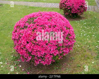 Azalea beschnitt im Garten Pflanzen, die mit leuchtend rosa Blüten bedeckt waren. Rhododendron tsutsusi. Stockfoto