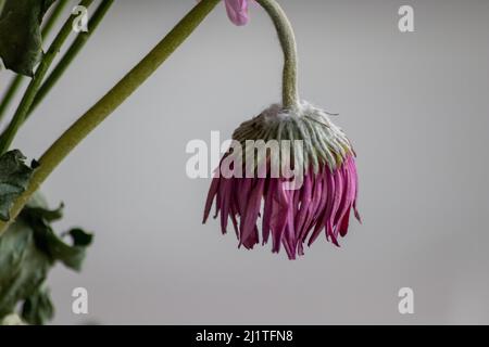 Welkende Blüten in violetten und lavendelfarbenen Tönen zeigen die Zerbrechlichkeit des Lebens und die Momentariness des menschlichen Beeing mit sterbenden Blumen mit hängenden Blütenblättern Makro Stockfoto