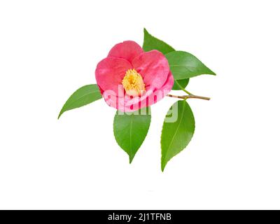 Rosa Kamelie japonica halbdoppelte Form Blume und Blätter isoliert auf weiß. Japanisches tsubaki. Chinesisches Symbol der Liebe. Stockfoto