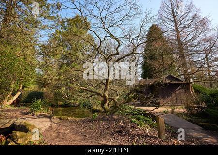 Pfad in einem Ziergarten in Newstead Abbey, Nottinghamshire, Großbritannien Stockfoto