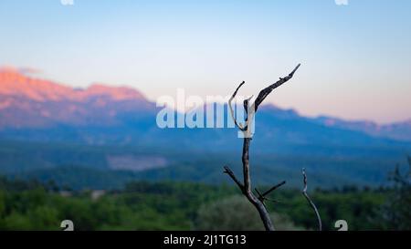Nahaufnahme eines trockenen Astes mit Bergen im Hintergrund bei Sonnenuntergang Stockfoto