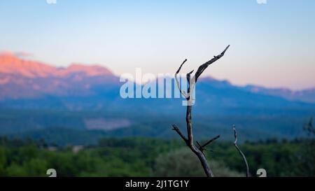 Nahaufnahme eines trockenen Astes mit Bergen im Hintergrund bei Sonnenuntergang Stockfoto