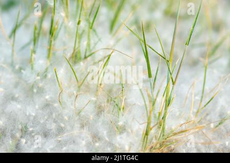 Pappelflaum auf der Straße. Gras in Pappelflaum, Nahaufnahme. Flauschige Flusensamen. Reproduktion von Bäumen. Allergie gegen blühende Bäume und Pflanzen. Stockfoto