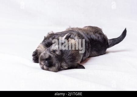 Kleiner schlafender neugeborener Miniatur-Schnauzer-Welpe auf weißem Hintergrund, Nahaufnahme. Kleiner blinder schlafender Welpe. Pflege von Haustieren Stockfoto