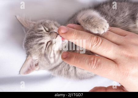 Ein kleines blindes neugeborenes Kätzchen schläft in den Händen eines Mannes auf einem weißen Bett, Draufsicht. Das Kätzchen leckt den Finger des Mannes mit seiner Zunge. Pflege von Haustieren Stockfoto