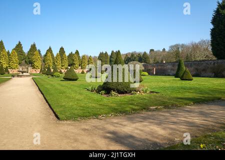 Konisch geformte Büsche in einem Topiargarten Stockfoto