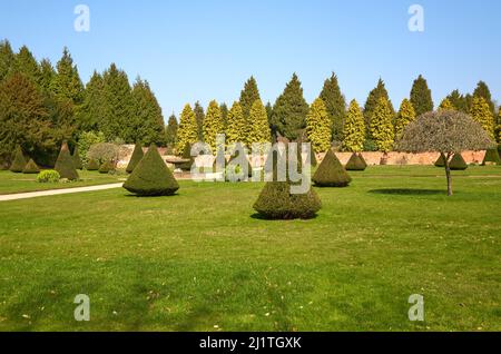 Konisch geformte Büsche in einem Topiargarten Stockfoto