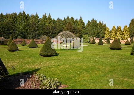 Konisch geformte Büsche in einem Topiargarten Stockfoto