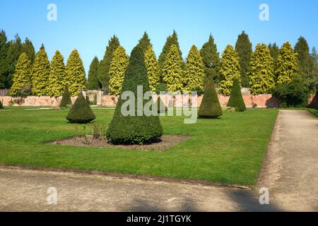 Konisch geformte Büsche in einem Topiargarten Stockfoto